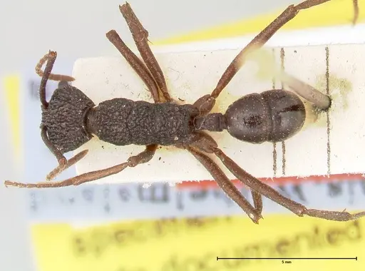 Rhytidoponera strigosa specimen FOCOL0391 image focol0391_1