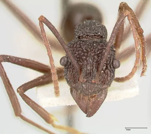 Rhytidoponera strigosa specimen FOCOL0391 image focol0391_2