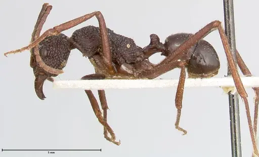 Rhytidoponera strigosa specimen FOCOL0391 image focol0391_3