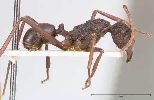 Rhytidoponera strigosa specimen FOCOL0391 image focol0391_4