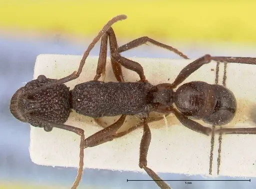 Rhytidoponera strigosa specimen FOCOL0392 image focol0392_1