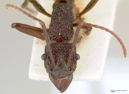 Rhytidoponera strigosa specimen FOCOL0392 image focol0392_2