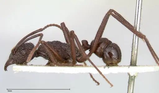 Rhytidoponera strigosa specimen FOCOL0392 image focol0392_3