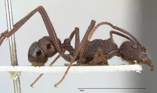 Rhytidoponera strigosa specimen FOCOL0392 image focol0392_4