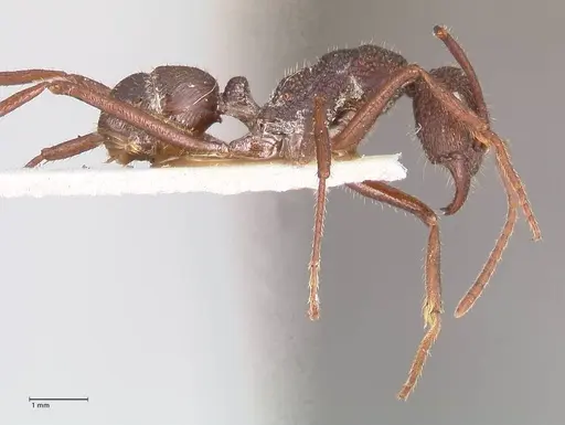 Rhytidoponera strigosa specimen FOCOL0904 image focol0904_4
