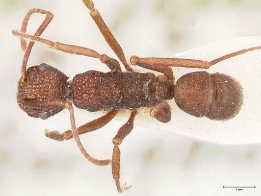 Rhytidoponera strigosa specimen FOCOL0905 image focol0905_1