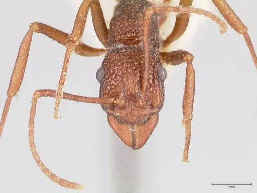 Rhytidoponera strigosa specimen FOCOL0905 image focol0905_2