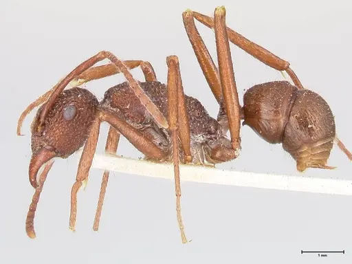 Rhytidoponera strigosa specimen FOCOL0905 image focol0905_3