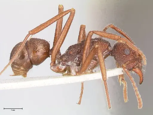 Rhytidoponera strigosa specimen FOCOL0905 image focol0905_4