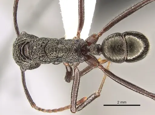 Rhytidoponera subcyanea specimen CASENT0281334 image casent0281334_1