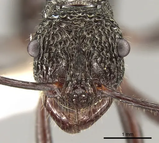 Rhytidoponera subcyanea specimen CASENT0281334 image casent0281334_2
