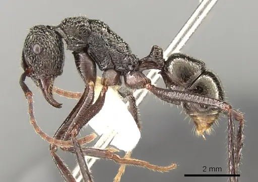 Rhytidoponera subcyanea specimen CASENT0281334 image casent0281334_3