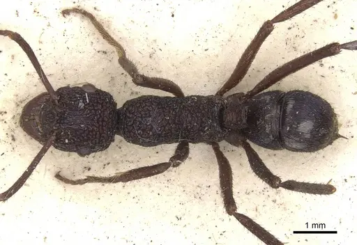 Rhytidoponera subcyanea specimen CASENT0901370 image casent0901370_1