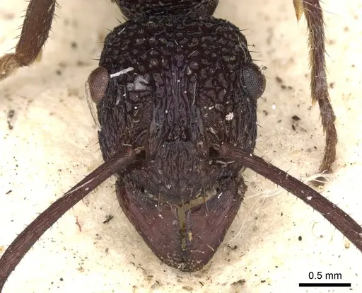 Rhytidoponera subcyanea specimen CASENT0901370 image casent0901370_2