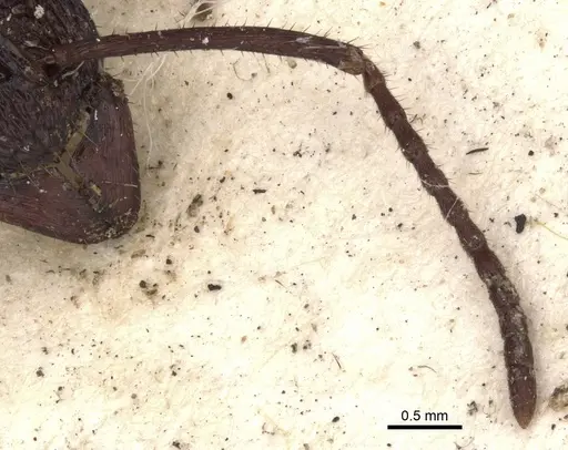 Rhytidoponera subcyanea specimen CASENT0901370 image casent0901370_3