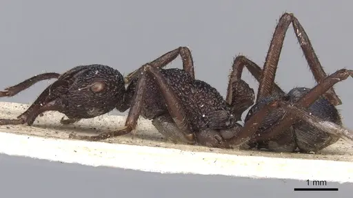 Rhytidoponera subcyanea specimen CASENT0901370 image casent0901370_4