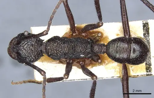 Rhytidoponera subcyanea specimen CASENT0903816 image casent0903816_1