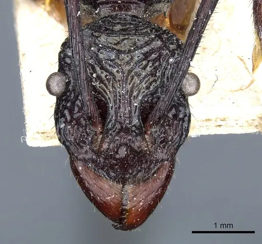 Rhytidoponera subcyanea specimen CASENT0903816 image casent0903816_2