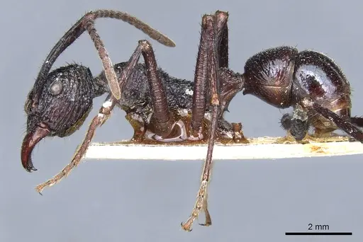 Rhytidoponera subcyanea specimen CASENT0903816 image casent0903816_3