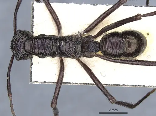 Rhytidoponera subcyanea specimen CASENT0903817 image casent0903817_1