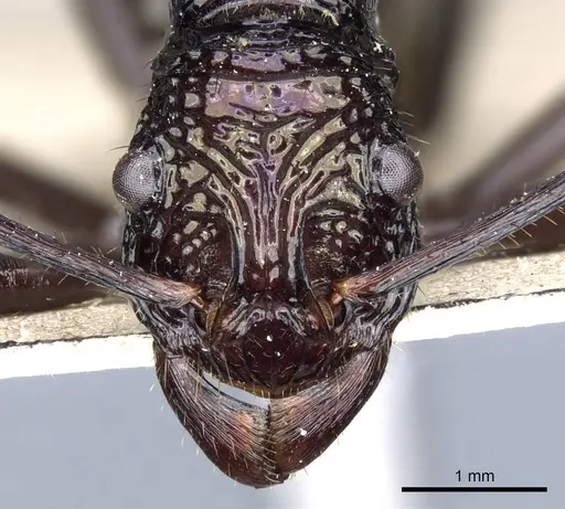 Rhytidoponera subcyanea specimen CASENT0903817 image casent0903817_2