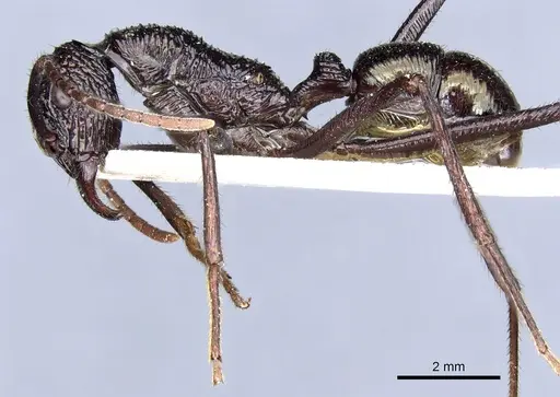 Rhytidoponera subcyanea specimen CASENT0903817 image casent0903817_3
