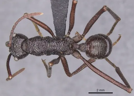 Rhytidoponera subcyanea specimen CASENT0915145 image casent0915145_1