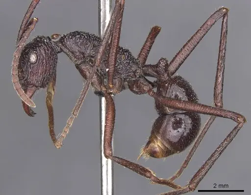 Rhytidoponera subcyanea specimen CASENT0915145 image casent0915145_3