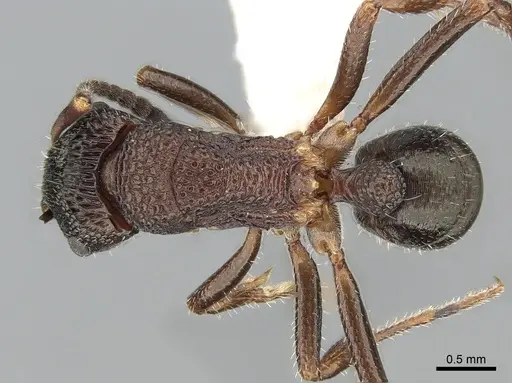 Rhytidoponera tasmaniensis specimen CASENT0281261 image casent0281261_1