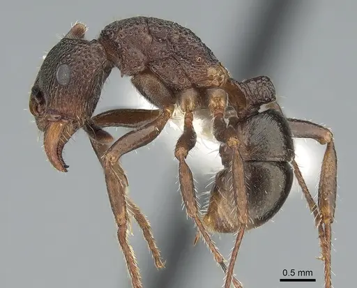 Rhytidoponera tasmaniensis specimen CASENT0281261 image casent0281261_3