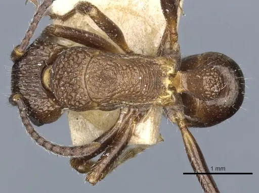 Rhytidoponera tasmaniensis specimen CASENT0903828 image casent0903828_1