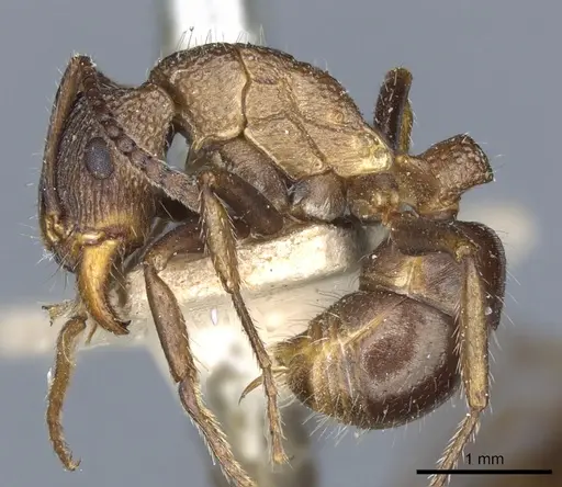 Rhytidoponera tasmaniensis specimen CASENT0903828 image casent0903828_3
