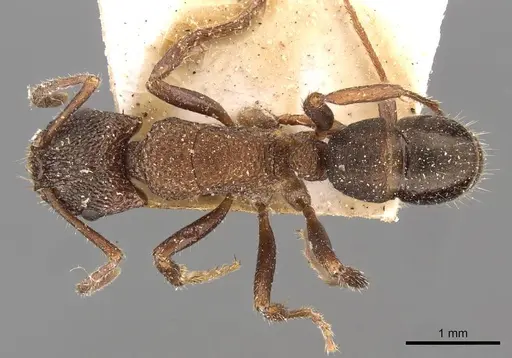 Rhytidoponera tasmaniensis specimen CASENT0907157 image casent0907157_1