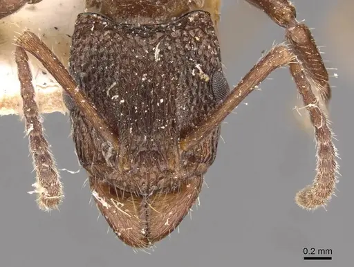 Rhytidoponera tasmaniensis specimen CASENT0907157 image casent0907157_2