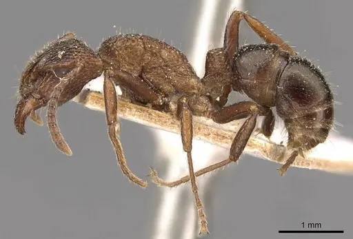 Rhytidoponera tasmaniensis specimen CASENT0907157 image casent0907157_3