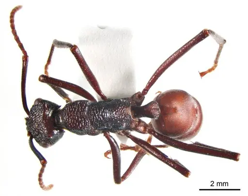 Rhytidoponera taurus specimen ANTWEB1008714 image antweb1008714_1