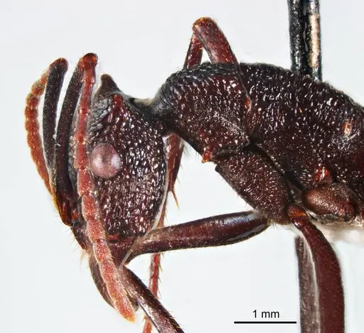 Rhytidoponera taurus specimen ANTWEB1008714 image antweb1008714_3