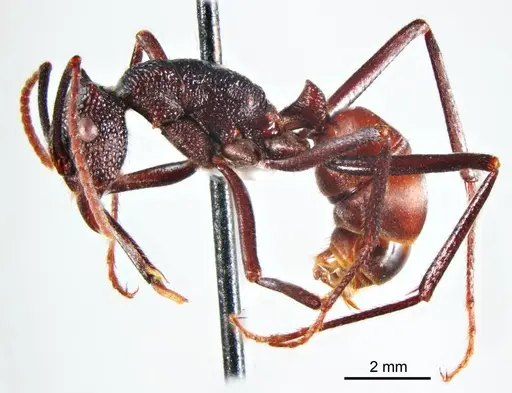 Rhytidoponera taurus specimen ANTWEB1008714 image antweb1008714_4