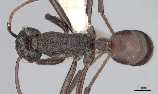 Rhytidoponera taurus specimen CASENT0281277 image casent0281277_1