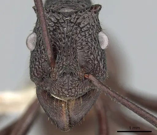 Rhytidoponera taurus specimen CASENT0281277 image casent0281277_2
