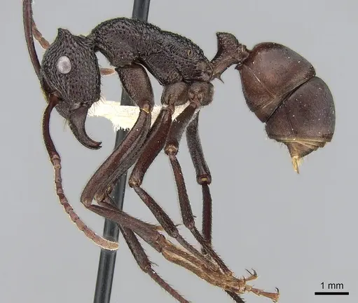 Rhytidoponera taurus specimen CASENT0281277 image casent0281277_3