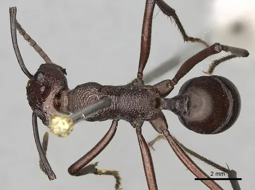 Rhytidoponera taurus specimen CASENT0281818 image casent0281818_1