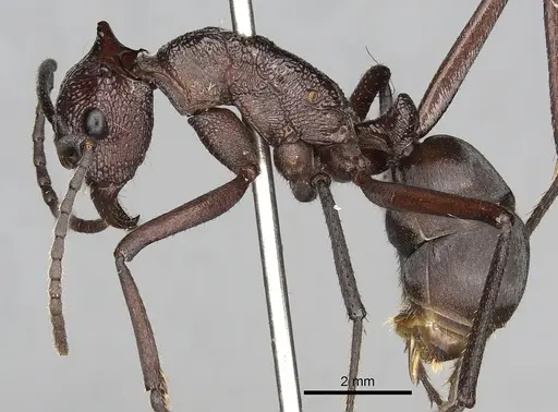 Rhytidoponera taurus specimen CASENT0281818 image casent0281818_3