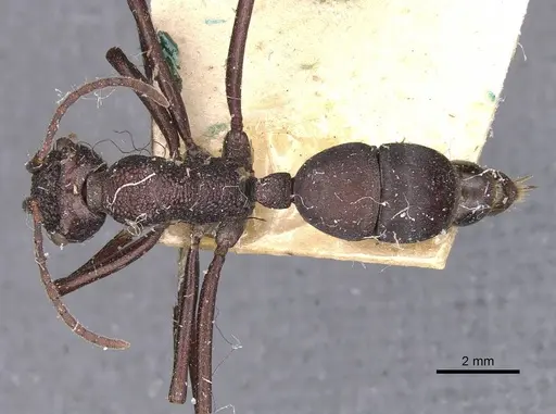 Rhytidoponera taurus specimen CASENT0907142 image casent0907142_1