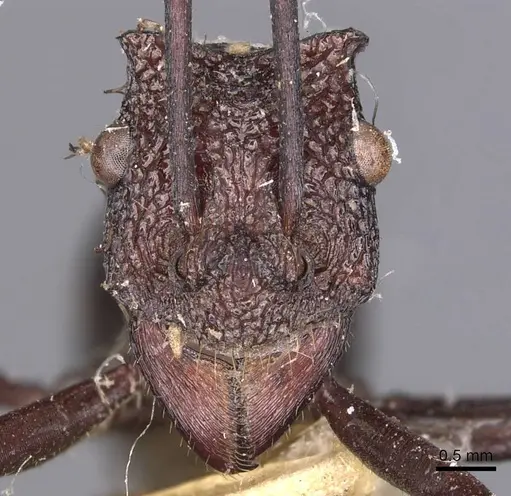 Rhytidoponera taurus specimen CASENT0907142 image casent0907142_2