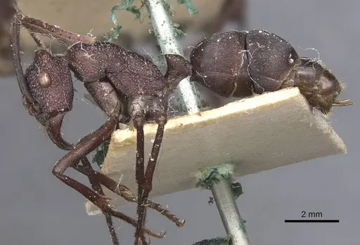Rhytidoponera taurus specimen CASENT0907142 image casent0907142_3