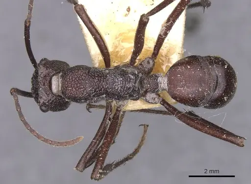 Rhytidoponera taurus specimen CASENT0915146 image casent0915146_1