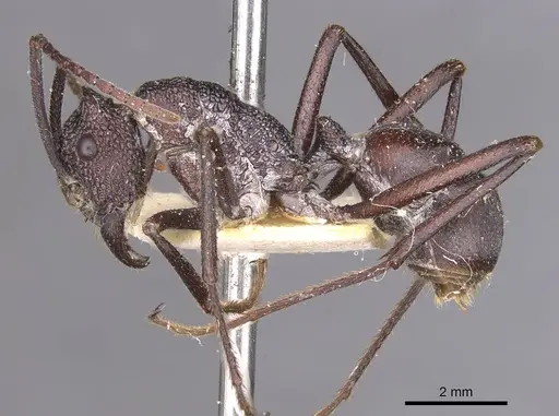 Rhytidoponera taurus specimen CASENT0915146 image casent0915146_3