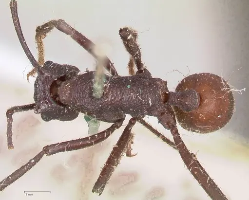 Rhytidoponera taurus specimen FOCOL0907 image focol0907_1