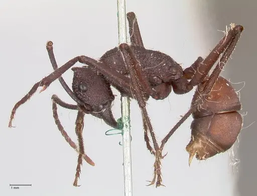 Rhytidoponera taurus specimen FOCOL0907 image focol0907_3